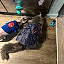 Cairo joined the competition — help win amazing prizes! cat, clothing, costume, floor, wood_floor, indoor, pet, feline, apparel, curious, spiderman, apron, tail, ears, two_cats, metal_surface, magnet, toy, domestic, quirky