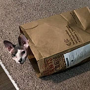 Cairo joined the competition — help win amazing prizes! cat, sphynx, paper_bag, carpet, indoor, curious, pet, animal, head, ears, face, floor, chipotle, container, brown, texture, mischievous, cute, alone, playful