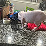 Cairo is registered to the contest to win money with this photo: hairless_cat, cat, chip_bag, kitchen_counter, tape, hat, red_towel, granite_countertop, curious, snack_time, indoor, pet, wrinkled_skin, food_bag, household_items, domestic, playful, pet_behavior, tabletop, curiosity
