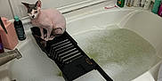 Cairo is registered to the contest to win money with this photo: sphynx_cat, cat, bathroom, bathtub, bubble_bath, bath_tray, tiles, bottle, soap, faucet, cleaning_products, pink_spoon, sitting, pet, curious, hairless, indoor, white, black, plastic
