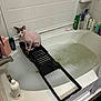 sphynx_cat, cat, bathroom, bathtub, bubble_bath, bath_tray, tiles, bottle, soap, faucet, cleaning_products, pink_spoon, sitting, pet, curious, hairless, indoor, white, black, plastic