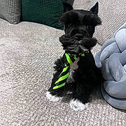 Sir Duke is registered to the contest to win money with this photo: puppy, dog, black_and_white, tie, couch, indoor, pet, animal, fluffy, mustache, cute, sitting, textured, pillow, decor, cozy, small_dog, fur, green, striped