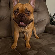 Bentley joined the competition — help win amazing prizes! dog, french_bulldog, pet, animal, indoor, couch, furniture, brown, ears, eyes, face, mouth, teeth, legs, fur, canine, companion, cute, alert, home
