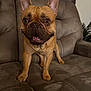 dog, french_bulldog, pet, animal, indoor, couch, furniture, brown, ears, eyes, face, mouth, teeth, legs, fur, canine, companion, cute, alert, home