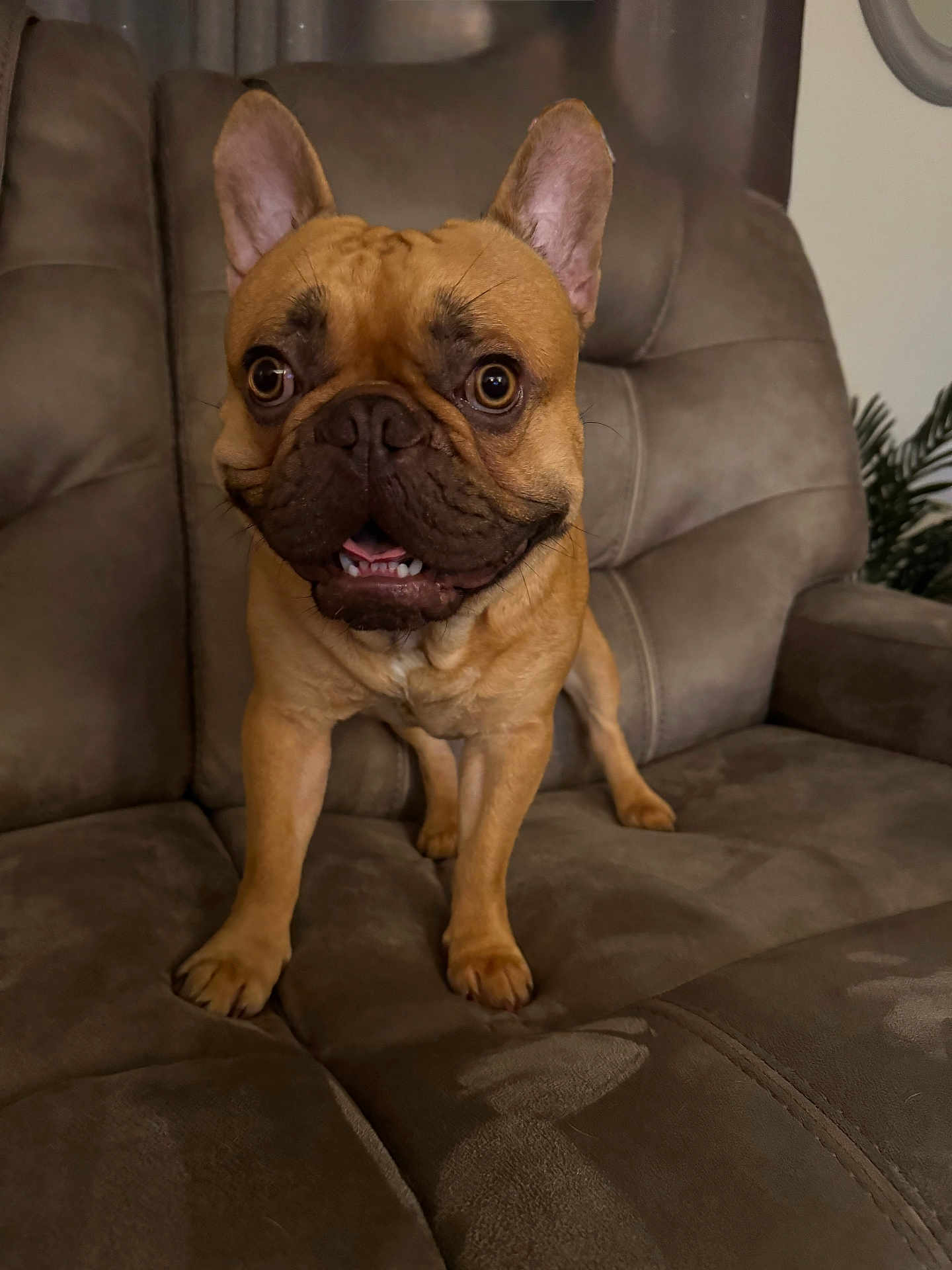 Bentley joined the competition — help win amazing prizes! dog, french_bulldog, pet, animal, indoor, couch, furniture, brown, ears, eyes, face, mouth, teeth, legs, fur, canine, companion, cute, alert, home