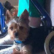 Winston joined the competition — help win amazing prizes! dog, small_dog, carpet, stroller, wheel, indoor, pet, blue_collar, lying_down, brown_fur, black_fur, ears_up, looking_at_camera, person, green_pants, floor, home, furniture, animal, domestic