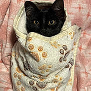 Mamba is registered to the contest to win money with this photo: animal, black_cat, blanket, cat, comfort, cozy, cute, eyes, fur, indoor, paw_print, pet, pink, portrait, resting, snug, soft, texture, white, wrapped