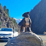 Leya a rejoint le concours — aidez-le/la à gagner de superbes lots ! dog, rock, mountain, car, outdoor, nature, sky, tree, vehicle, sunlight, landscape, animal, scenic, pet, wildlife, daytime, road, hill, forest, travel