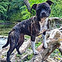 Leya participe au concours pour gagner de l'argent avec cette photo : dog, brindle, forest, river, log, moss, nature, outdoor, animal, pet, greenery, water, rocks, tree, canine, wildlife, daylight, standing, scenic, peaceful