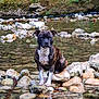 Leya a rejoint le concours — aidez-le/la à gagner de superbes lots ! dog, brindle, water, river, rocks, stream, nature, outdoor, animal, pet, sitting, wet, calm, landscape, greenery, stone, canine, mammal, fur, peaceful