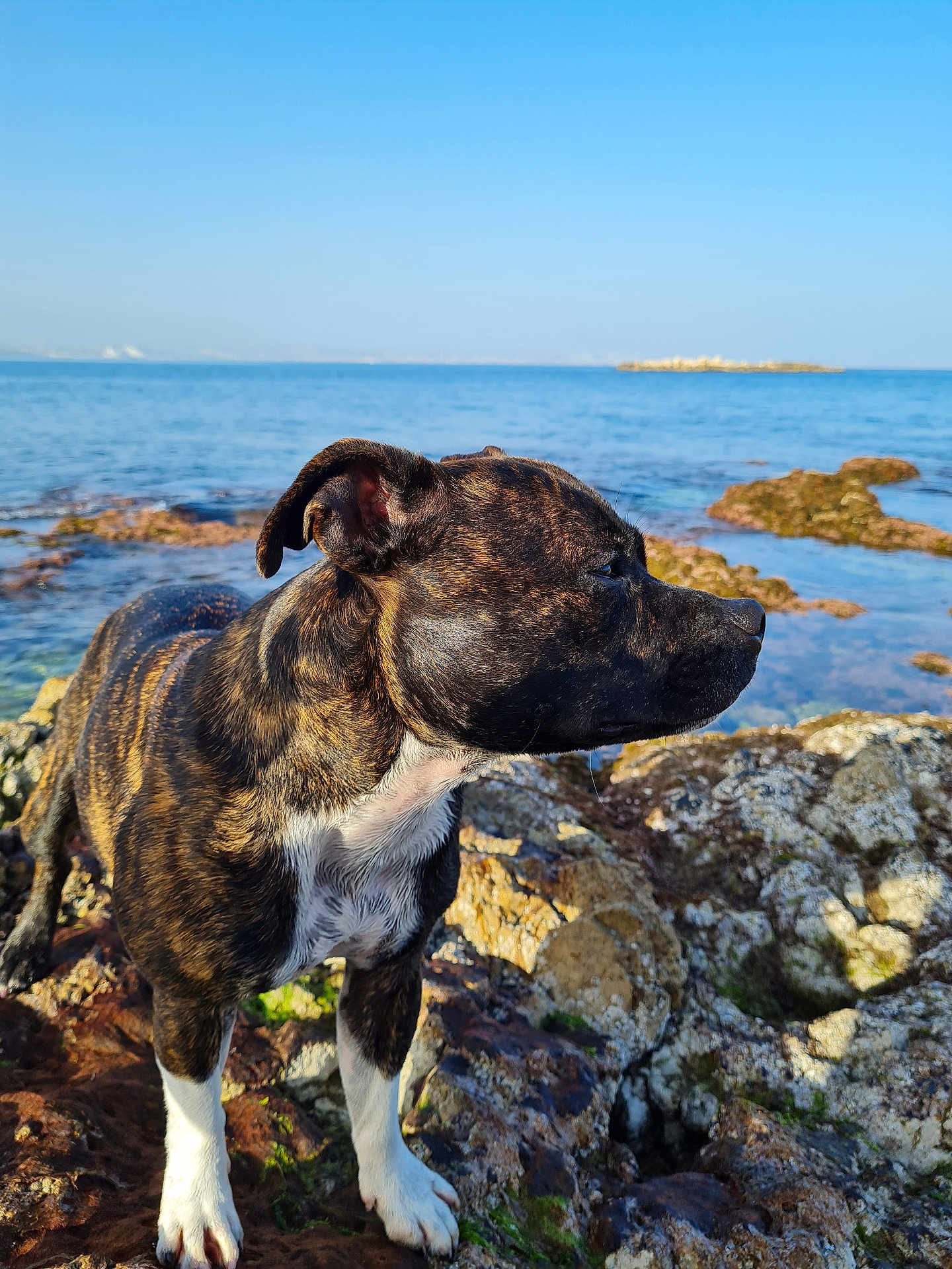 Leya participe au concours pour gagner de l'argent avec cette photo : dog, brindle, rocky_shore, sea, water, sky, outdoor, animal, pet, sunlight, nature, canine, beach, summer, daytime, fur, snout, ears, white_paws, landscape