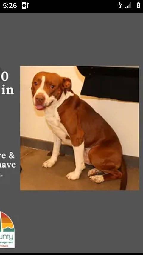 Adot is registered to the contest to win money with this photo: advertising, carnivore, companion_dog, dog, dog_breed, hunting_dog, logo, paw, rectangle, sporting_group, tail, working_animal