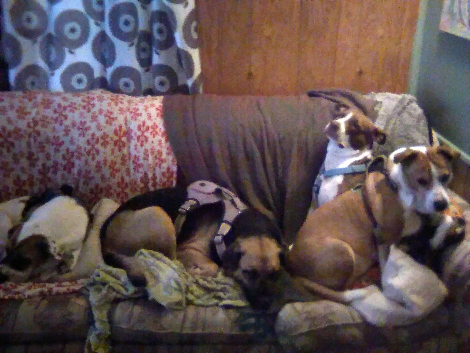 Bear is registered to the contest to win money with this photo: bedding, canidae, carnivore, comfort, companion_dog, couch, dog, dog_breed, fawn, linens, living_room, nap, non_sporting_group, pillow, room, sporting_group, throw_pillow, toy_dog, wood, working_animal