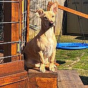 Mylo is registered to the contest to win money with this photo: dog, wood, fence, backyard, sunlight, sitting, pet, outdoor, grass, swing, garden_shed, animal, canine, daylight, shadow, ears_up, alert, platform, nature, summer