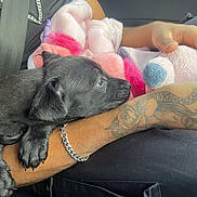 Athena joined the competition — help win amazing prizes! puppy, black_dog, tattoo, bracelet, pink_blanket, plush_toy, unicorn, car_seat, seatbelt, human_arm, resting, closeup, soft_light, nap_time, cute, pet, animal, indoor, comfort, relaxation