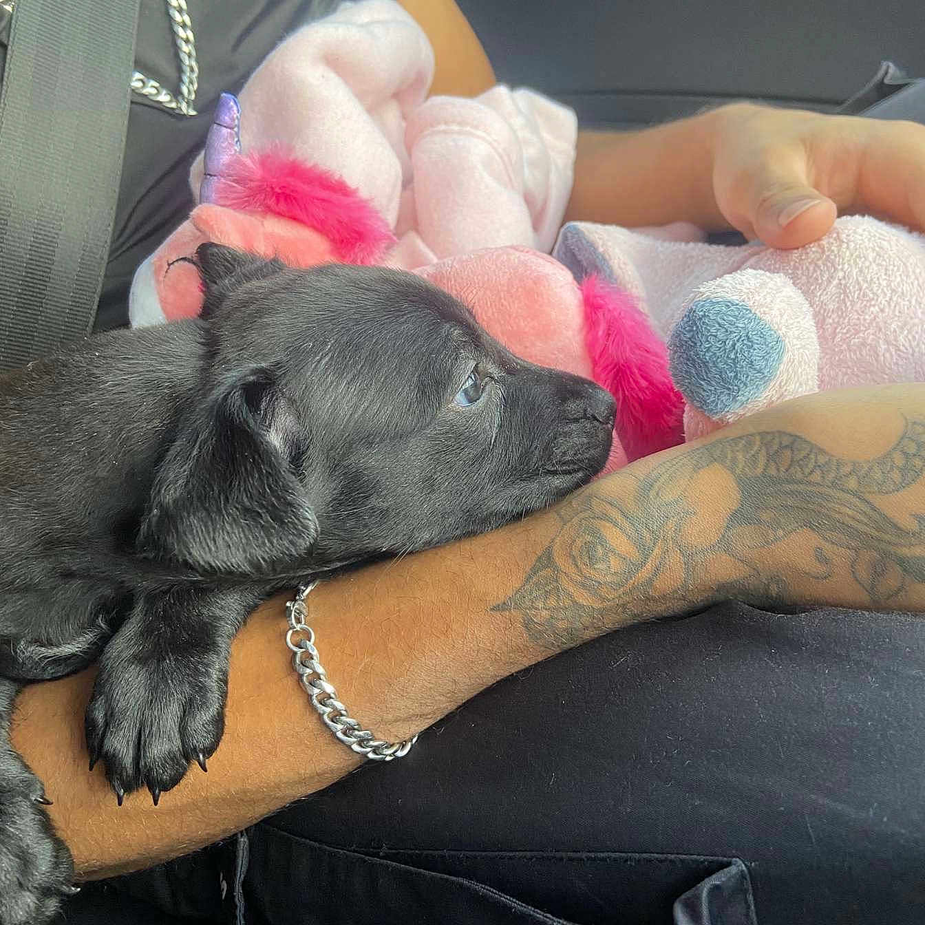 Athena joined the competition — help win amazing prizes! animal, black_dog, bracelet, car_seat, closeup, comfort, cute, human_arm, indoor, nap_time, pet, pink_blanket, plush_toy, puppy, relaxation, resting, seatbelt, soft_light, tattoo, unicorn