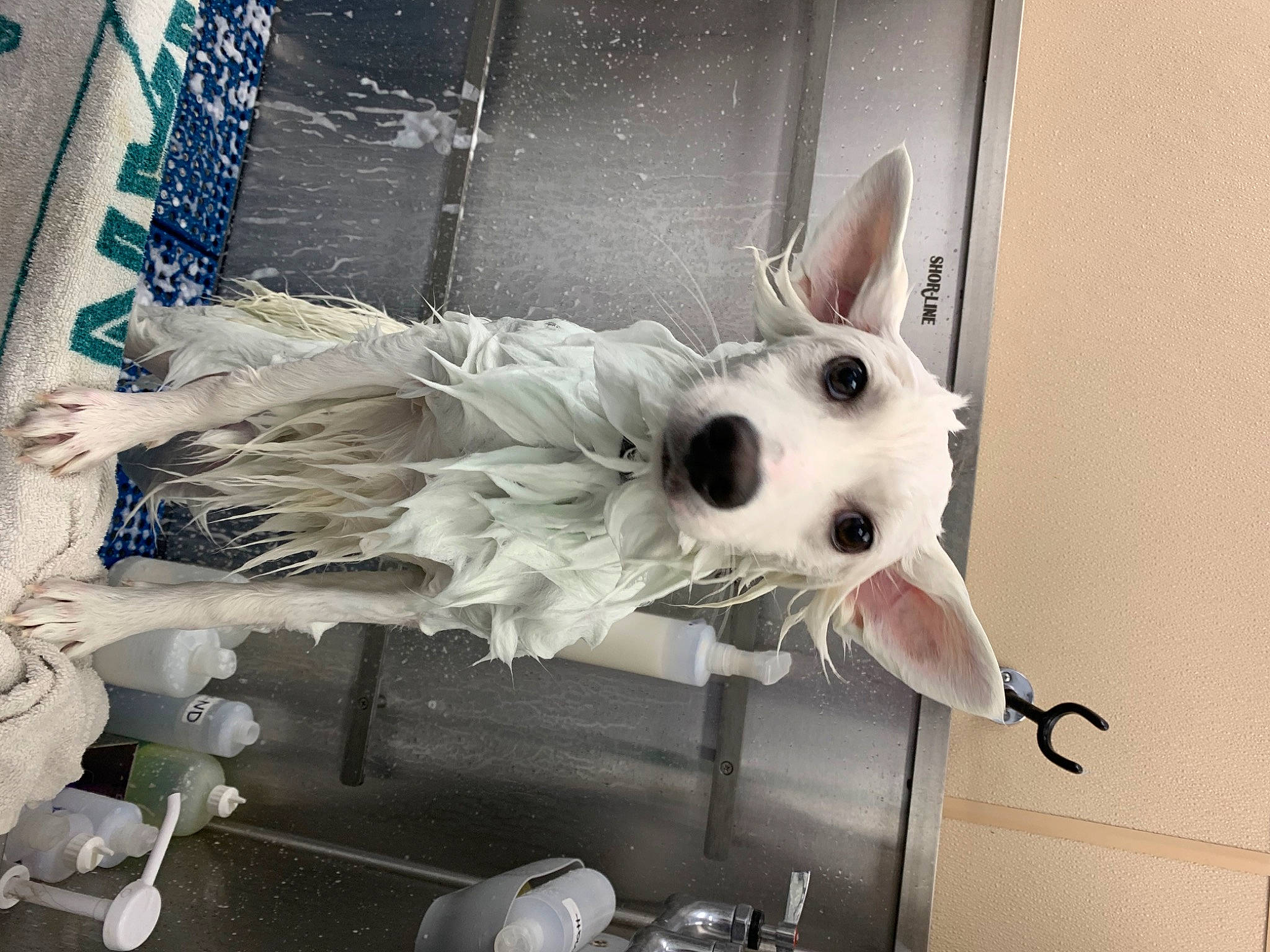 Achilles joined the competition — help win amazing prizes! canidae, snout, whiskers, wing