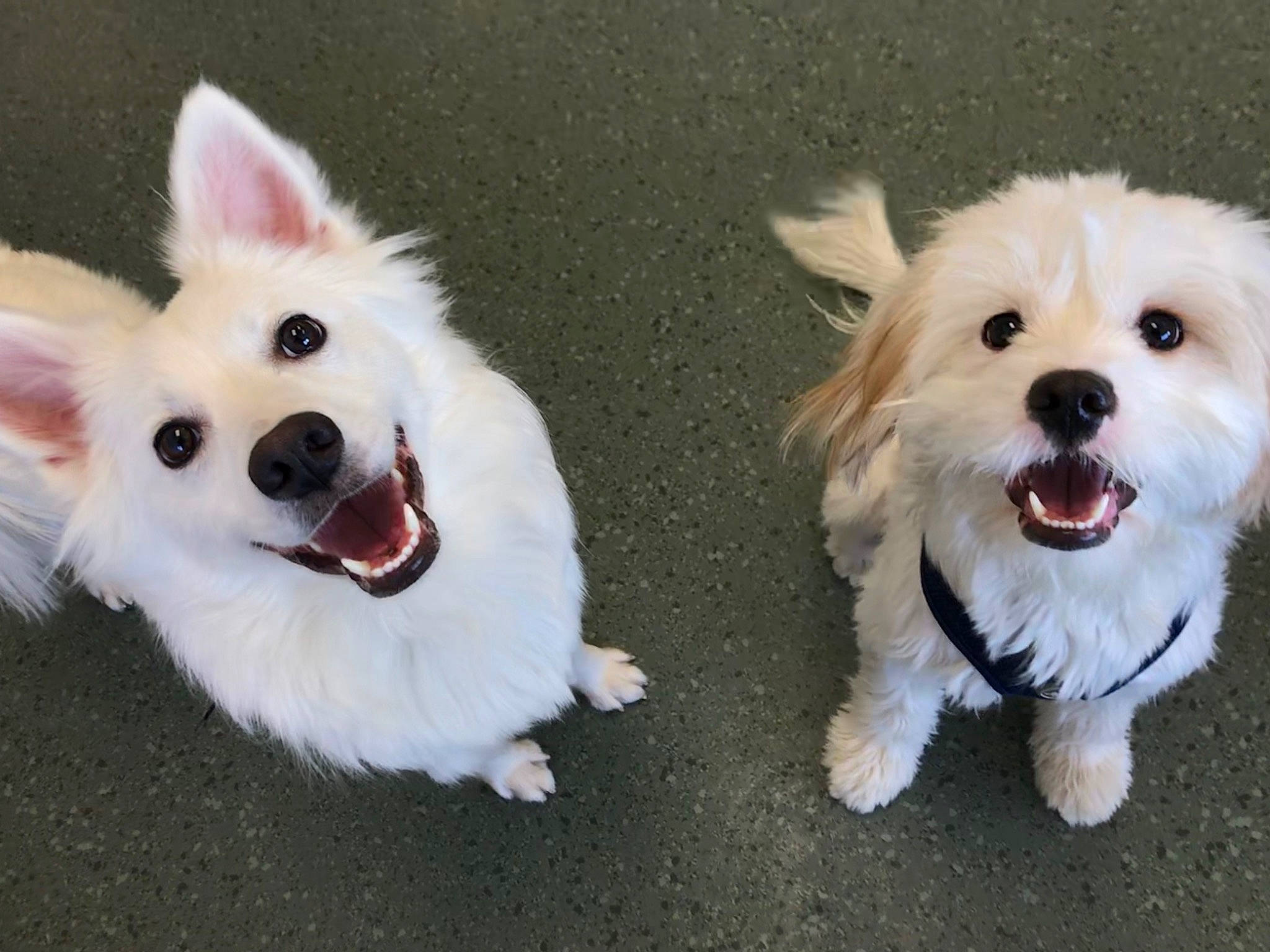 Achilles is registered to the contest to win money with this photo: ancient_dog_breeds, canidae, carnivore, companion_dog, dog, dog_breed, ear, head, mammal, non_sporting_group, nose, puppy, puppy_love, rare_breed_dog, skin, snout, terrier, toy_dog, vertebrate, west_highland_white_terrier