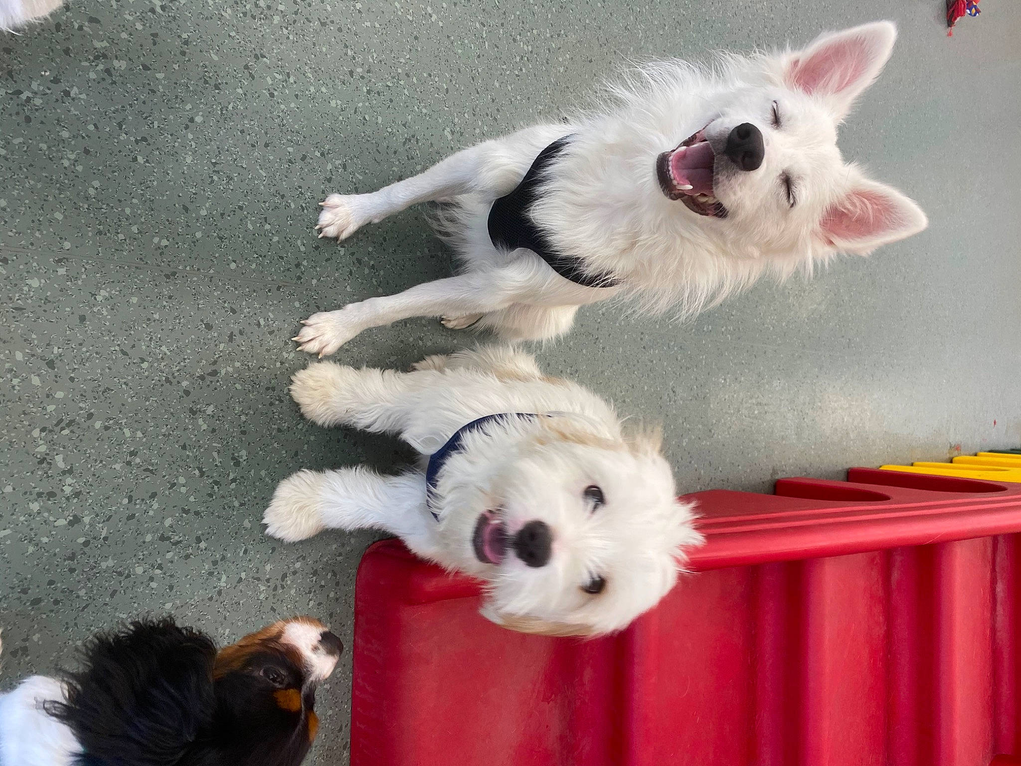 Achilles is registered to the contest to win money with this photo: canidae, carnivore, companion_dog, dog, dog_breed, mammal, non_sporting_group, old_english_sheepdog, puppy, vertebrate