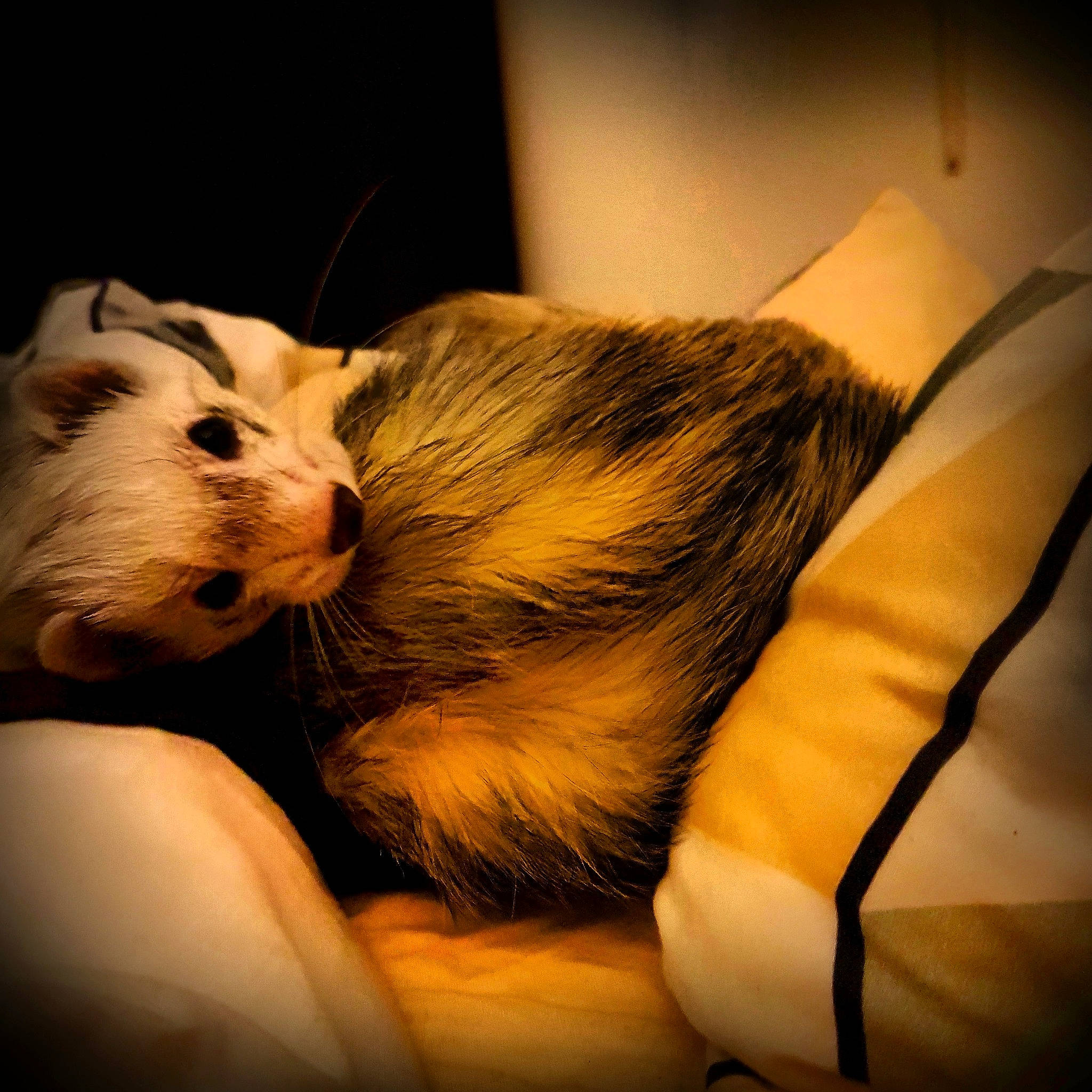 Meiko a rejoint le concours — aidez-le/la à gagner de superbes lots ! carnivore, cat, ear, fur, whiskers