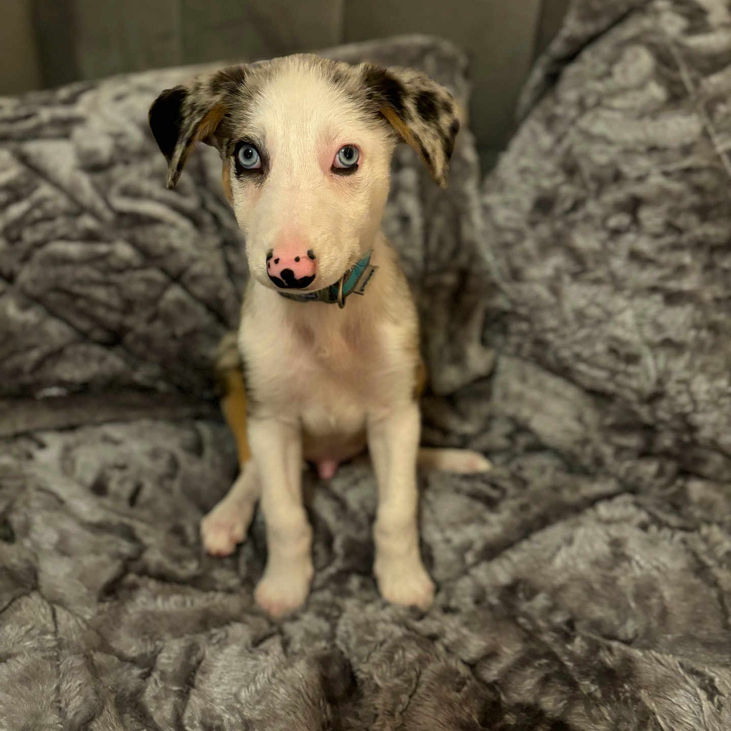 Mylo joined the competition — help win amazing prizes! animal, beagle, blanket, bulldog, canine, couch, cushion, dog, furniture, homedecor, hound, husky, indoors, labradorretriever, pet, pitbull, pointer, puppy, quilt, terrier