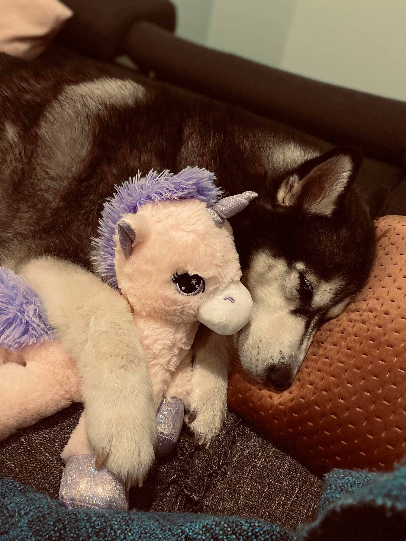 Joulia participe au concours pour gagner de l'argent avec cette photo : carnivore, comfort, companion_dog, dog, dog_breed, dog_supply, fawn, felidae, foot, paw, selfie, snout, stuffed_toy, tail, terrestrial_animal, toy, toy_dog, vertebrate, whiskers, working_animal