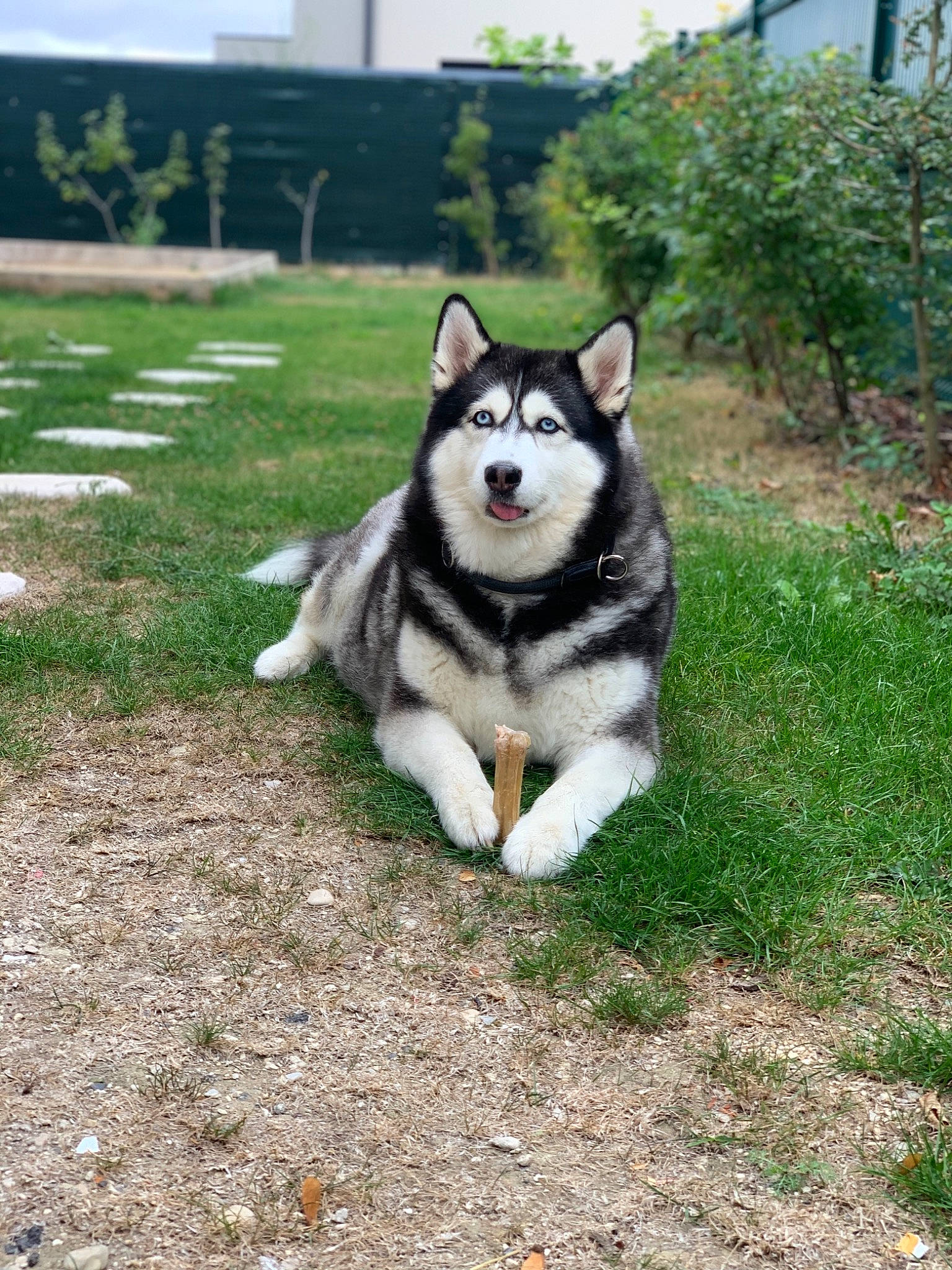 Joulia a rejoint le concours — aidez-le/la à gagner de superbes lots ! building, canidae, carnivore, companion_dog, dog, dog_breed, grass, non_sporting_group, plant, siberian_husky, sky, sled_dog, snout, soil, sporting_group, tail, terrestrial_animal, tree, working_animal, working_dog