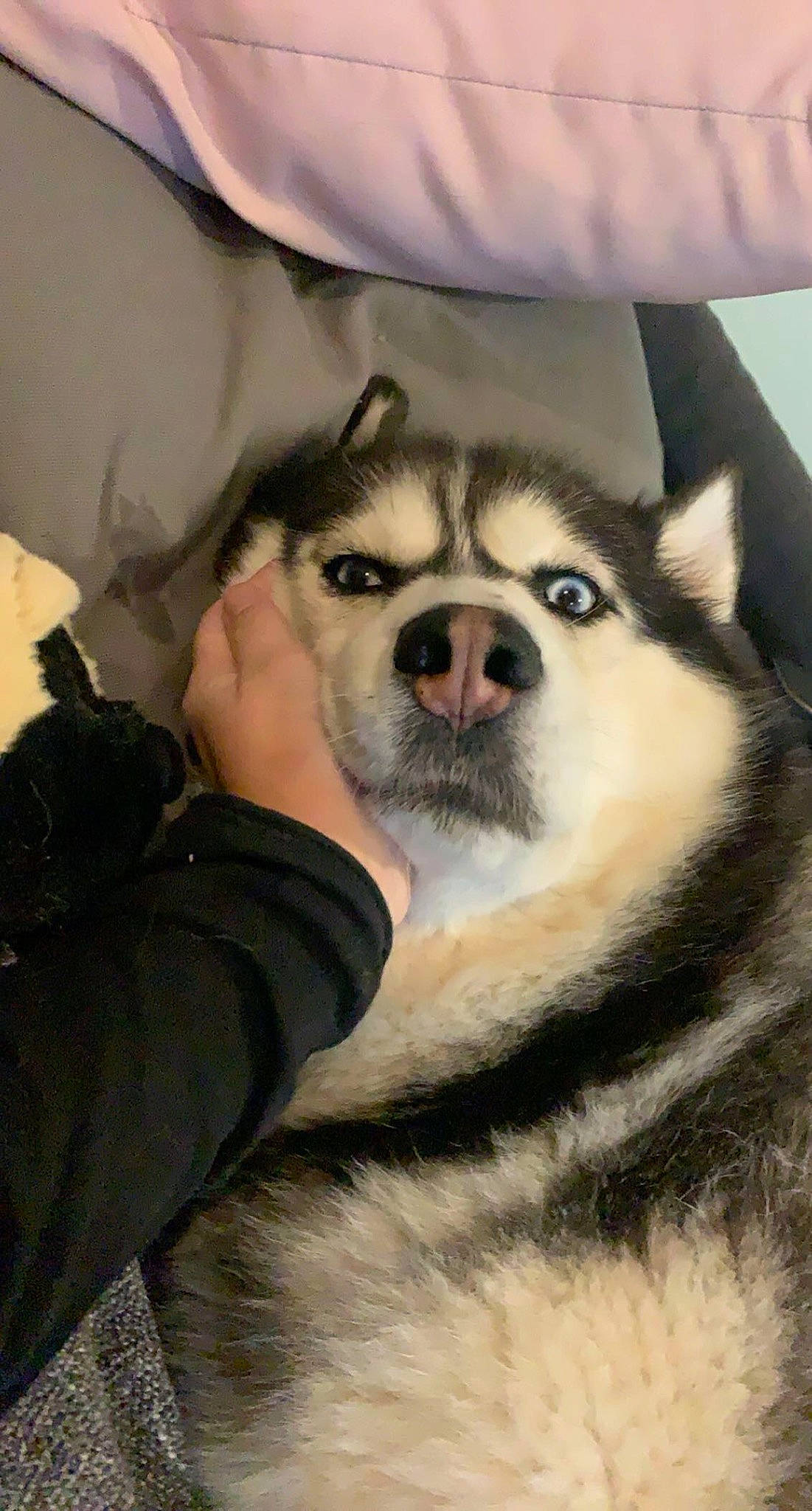 Joulia participe au concours pour gagner de l'argent avec cette photo : ancient_dog_breeds, canidae, canis, carnivore, comfort, companion_dog, dog, dog_breed, fawn, fur, jaw, siberian_husky, sled_dog, snout, sporting_group, terrestrial_animal, whiskers, wildlife, wolf, working_dog