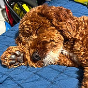 Prince joined the competition — help win amazing prizes! dog, sleeping, curly_fur, paw, close_up, bed, blanket, indoor, cozy, pet, resting, brown, cute, animal, fur, snout, nose, relaxed, home, companion