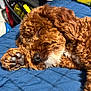dog, sleeping, curly_fur, paw, close_up, bed, blanket, indoor, cozy, pet, resting, brown, cute, animal, fur, snout, nose, relaxed, home, companion