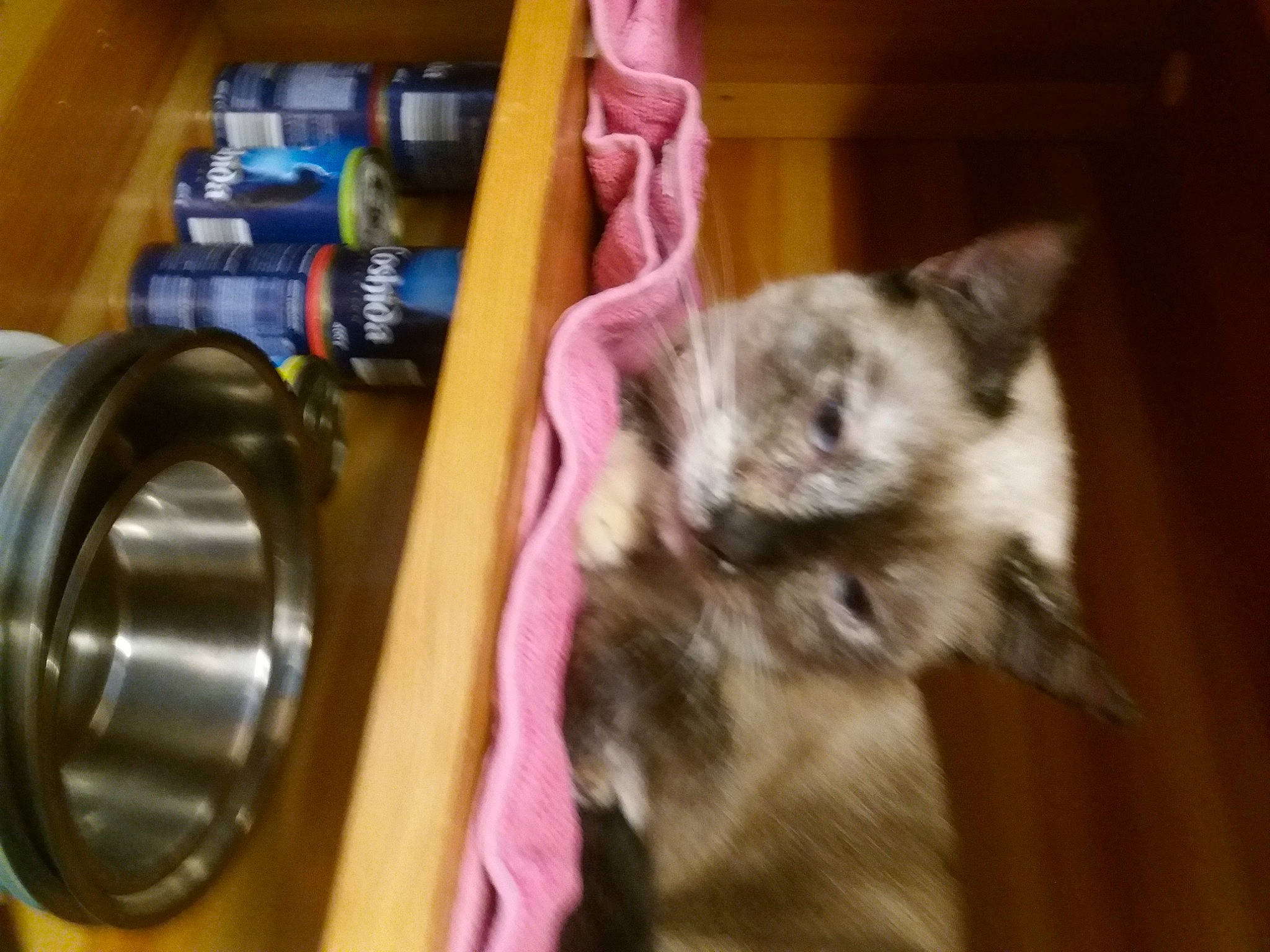 Anubis a rejoint le concours — aidez-le/la à gagner de superbes lots ! canidae, carnivore, cat, claw, clothes_dryer, companion_dog, dog_breed, domestic_short_haired_cat, fawn, felidae, fur, home_appliance, laundry_room, machine, paw, small_to_medium_sized_cats, sporting_group, tail, vertebrate, whiskers