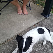 Fluffy is registered to the contest to win money with this photo: animal, bare_feet, black_and_white, blue_nail_polish, casual, concrete, dog, folding_chair, grass, human_presence, legs, lying_down, outdoor, pavement, pet, plants, relaxed, resting, side_view, summer