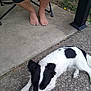 animal, bare_feet, black_and_white, blue_nail_polish, casual, concrete, dog, folding_chair, grass, human_presence, legs, lying_down, outdoor, pavement, pet, plants, relaxed, resting, side_view, summer
