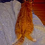 cat, orange_cat, tabby, fluffy_blanket, indoor, relaxed, stretching, furniture, fan, wood_floor, cozy, pet, animal, tail, fur, sleepy, resting, home, sparkles, back_view