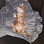 animal, blanket, cat, comfort, cozy, cute, domestic_cat, fluffy, fur, home, indoor, kitten, napping, orange_cat, paw, pet, relaxed, resting, sleeping, soft