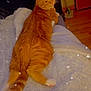 Limp Bizkit is registered to the contest to win money with this photo: cat, orange_tabby, fluffy_blanket, indoor, feline, pet, relaxed, looking_back, fur, tail, floor, fan, wooden_floor, cozy, comfort, domestic_animal, whiskers, ears, filter_effect, sparkles