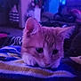 animal, background_blur, blanket, blue_light, cat, closeup, cozy, cute, ears, fur, home, indoor, kitten, orange_cat, pet, purple_light, resting, sleepy, soft_lighting, whiskers