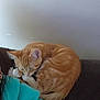 animal, cat, couch, cozy, curled_up, cute, domestic_animal, ears, fur, furniture, human, indoor, kitten, orange_cat, pet, relaxation, resting, sleeping, teal_hoodie, whiskers