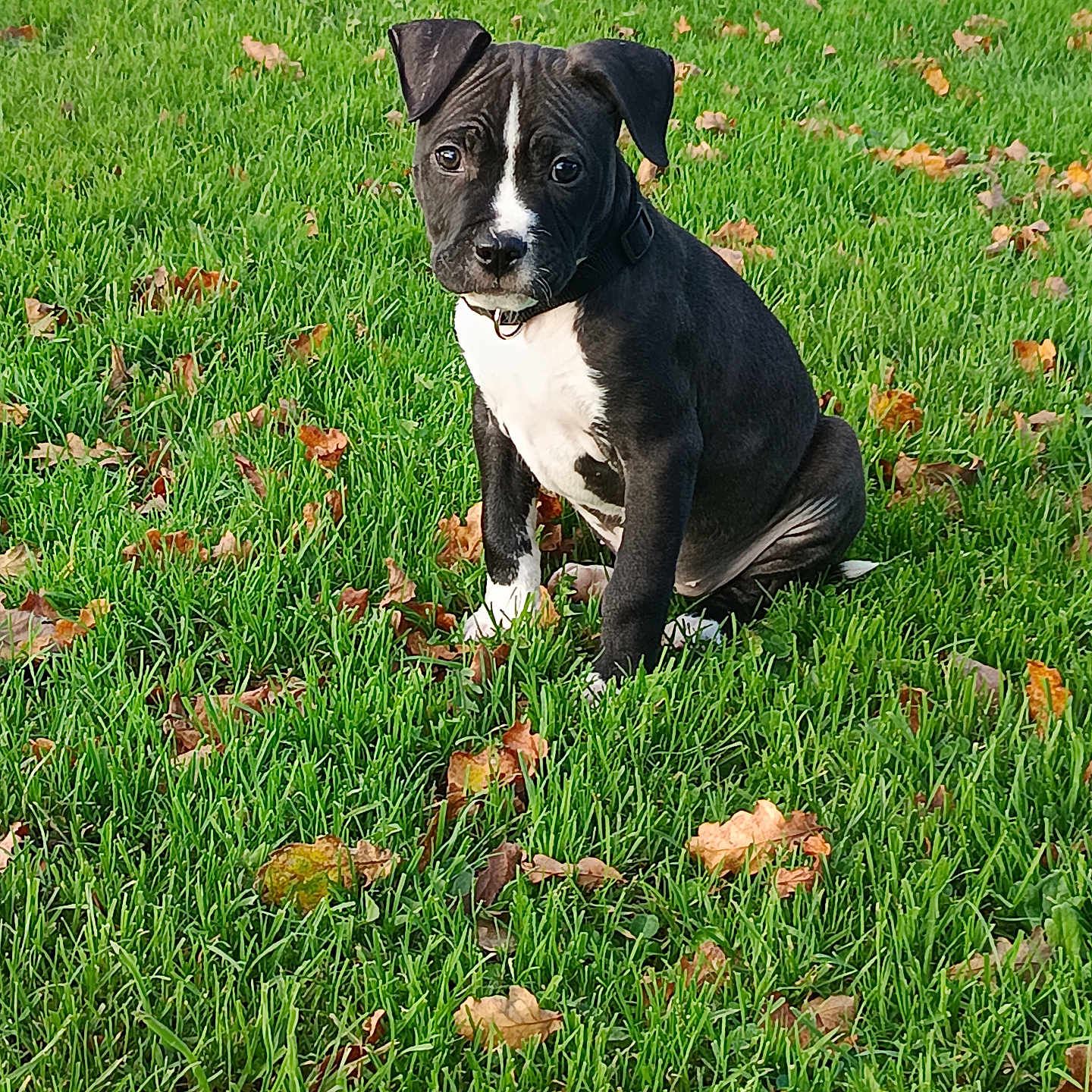 Kaya a rejoint le concours — aidez-le/la à gagner de superbes lots ! adorable, animal, background, black_and_white, canine, collar, cute, dog, fall, fur, grass, greenery, leaf, nature, outdoor, pet, playful, puppy, sitting, young_dog