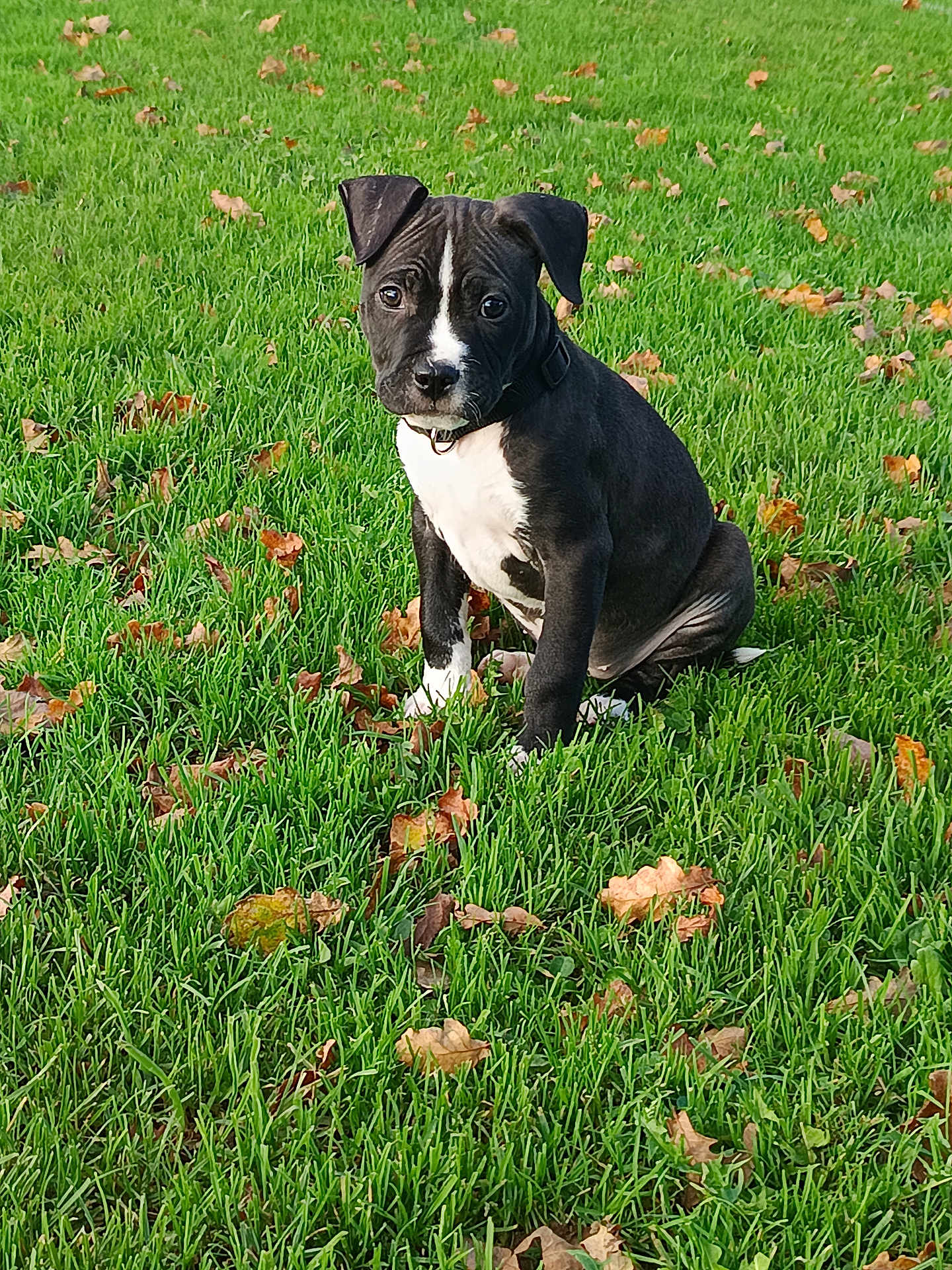 Kaya a rejoint le concours — aidez-le/la à gagner de superbes lots ! puppy, dog, grass, greenery, outdoor, nature, leaf, fall, pet, young_dog, cute, animal, sitting, collar, black_and_white, fur, adorable, playful, canine, background