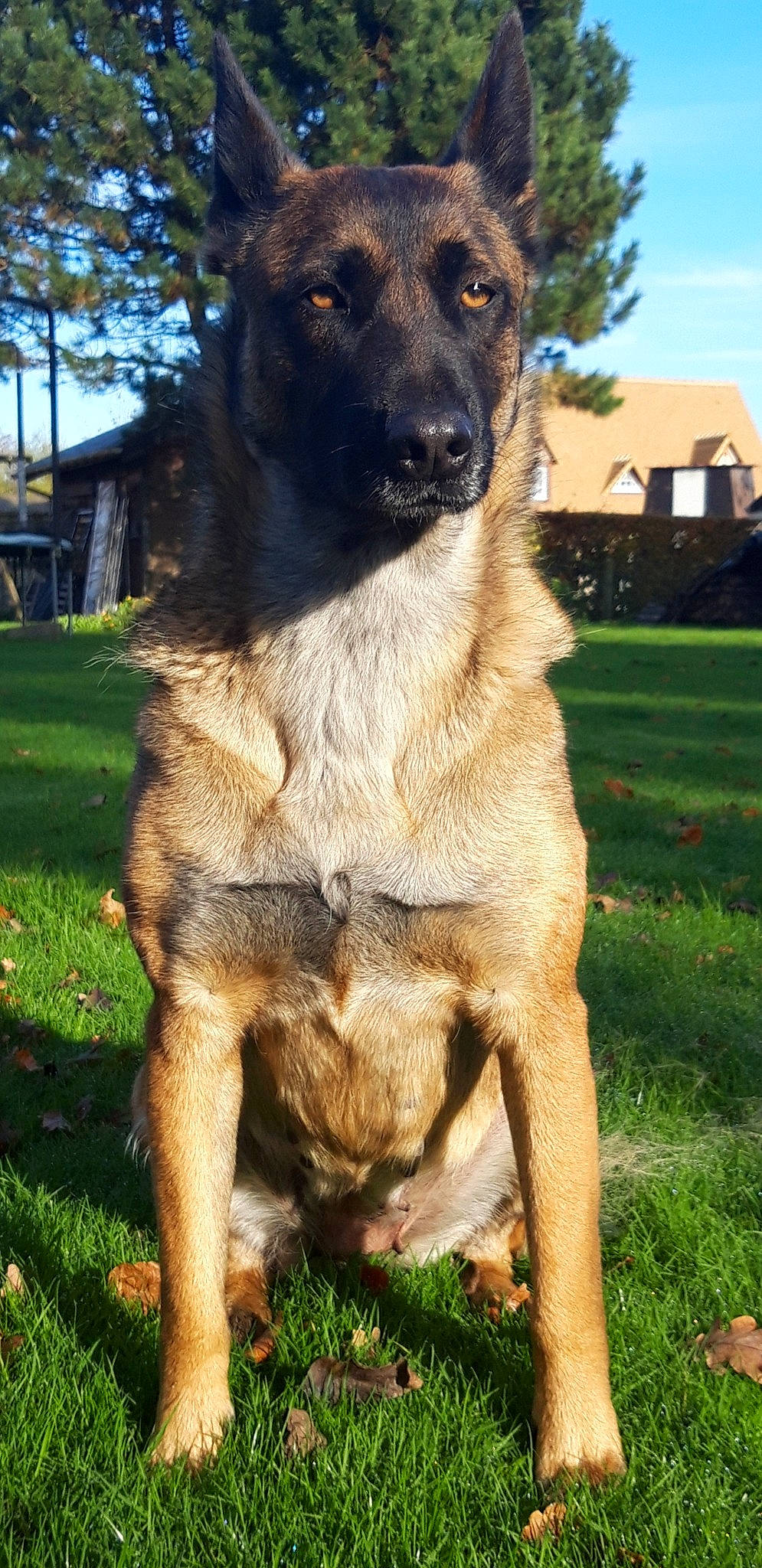 Malia a rejoint le concours — aidez-le/la à gagner de superbes lots ! canidae, carnivore, companion_dog, dog, dog_breed, door, fawn, fur, german_shepherd_dog, grass, guard_dog, plant, sky, snout, sporting_group, tail, terrestrial_animal, tree, working_animal, working_dog