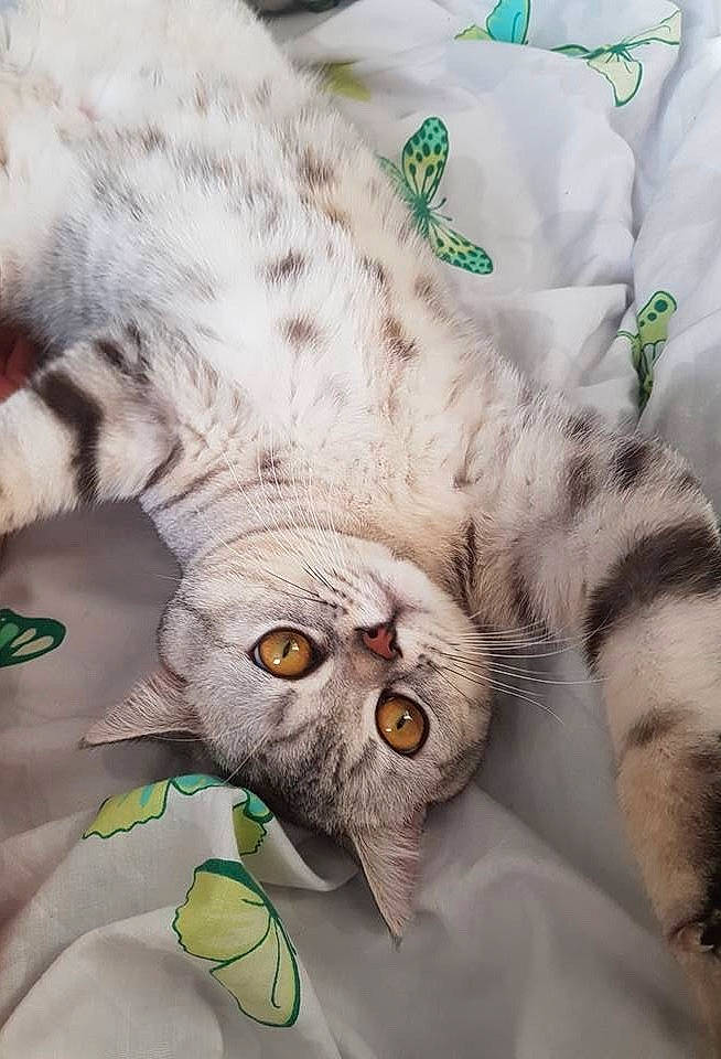 Gucci is registered to the contest to win money with this photo: carnivore, cat, claw, domestic_short_haired_cat, felidae, fur, pattern, paw, small_to_medium_sized_cats, snout, tail, terrestrial_animal, whiskers