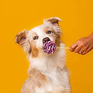 Utha a rejoint le concours — aidez-le/la à gagner de superbes lots ! dog, canine, pet, lollipop, hand, blue_eyes, fluffy, fur, sniffing, yellow_background, portrait, cute, playful, animal, mammal, studio, colorful, sweet, treat, closeup