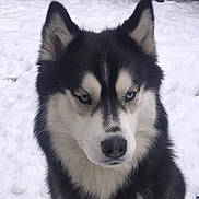 Tesla participe au concours pour gagner de l'argent avec cette photo : dog, husky, blue_eyes, black_and_white, snow, outdoor, pet, animal, canine, fur, portrait, winter, cold, nature, mammal, close_up, face, ears, nose, alert