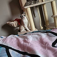 Ruby a rejoint le concours — aidez-le/la à gagner de superbes lots ! cat, kitten, cat_tree, bedspread, blanket, indoor, pet, feline, curious, cozy, blue_eyes, animal, home, soft_fabric, resting_place, scratching_post, playful, cute, domestic, young_cat