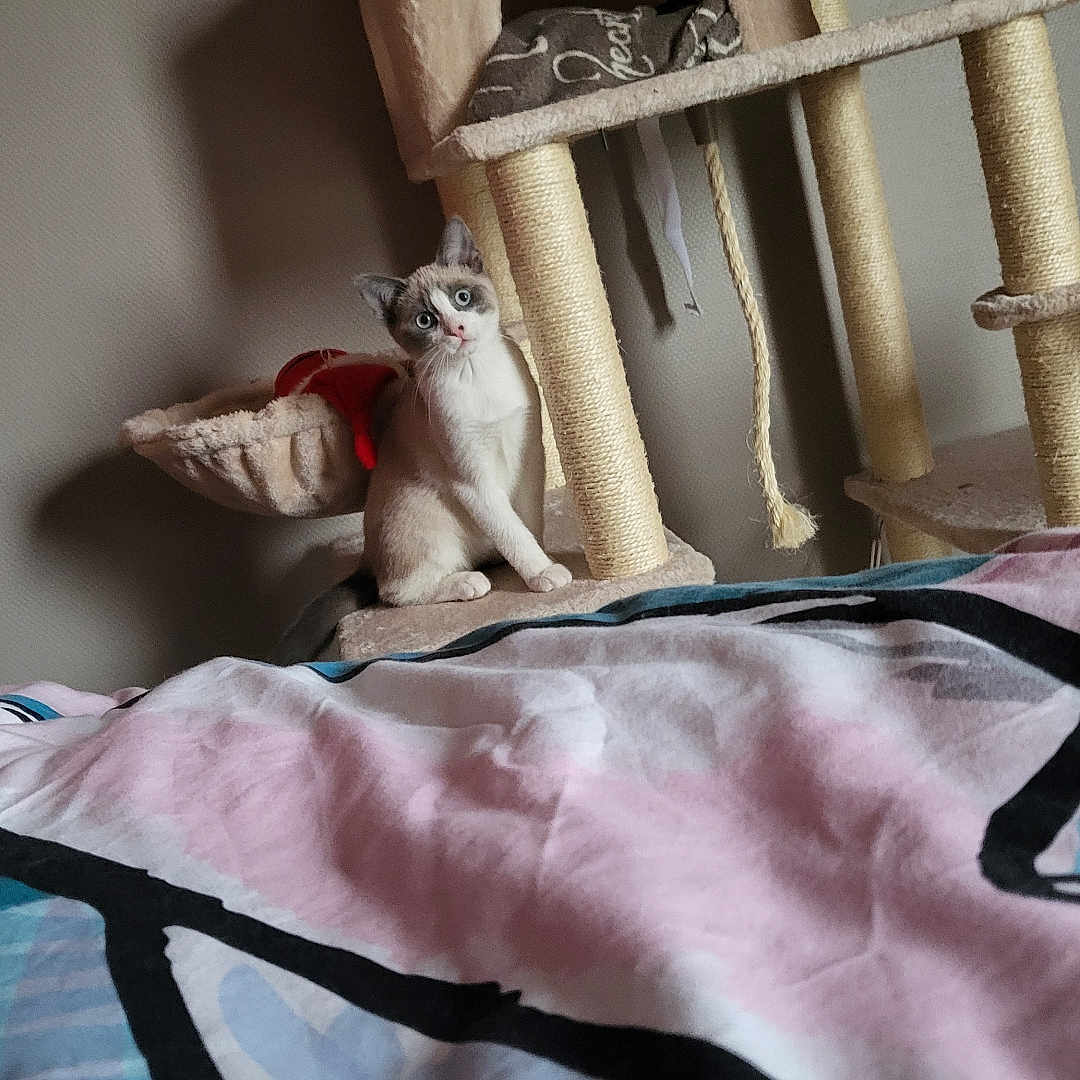 Ruby a rejoint le concours — aidez-le/la à gagner de superbes lots ! animal, bedspread, blanket, blue_eyes, cat, cat_tree, cozy, curious, cute, domestic, feline, home, indoor, kitten, pet, playful, resting_place, scratching_post, soft_fabric, young_cat