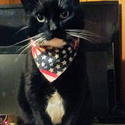 Bella Marie is registered to the contest to win money with this photo: cat, tuxedo_cat, bandana, stars_and_stripes, black_cat, white_paws, white_chest, pet, indoor, wood_paneling, plate, food, treats, feline, animal, domestic_cat, whiskers, sitting, looking, close_up