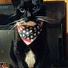 cat, tuxedo_cat, bandana, stars_and_stripes, black_cat, white_paws, white_chest, pet, indoor, wood_paneling, plate, food, treats, feline, animal, domestic_cat, whiskers, sitting, looking, close_up