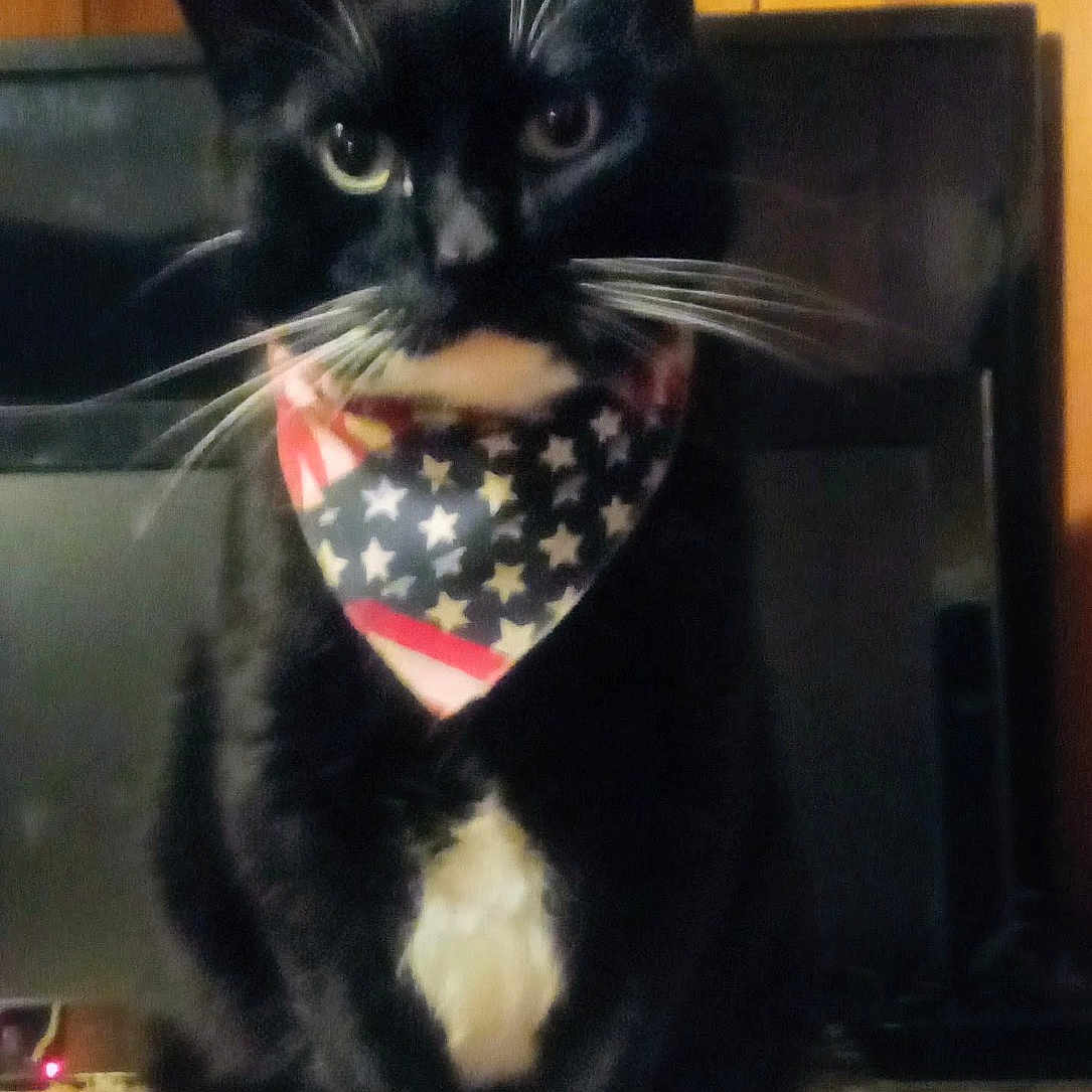 Bella Marie is registered to the contest to win money with this photo: cat, tuxedo_cat, bandana, stars_and_stripes, black_cat, white_paws, white_chest, pet, indoor, wood_paneling, plate, food, treats, feline, animal, domestic_cat, whiskers, sitting, looking, close_up