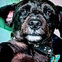 animal, black_dog, bow_tie, calm, canine, close_up, collar, dog, domestic_animal, ears, face, fur, indoor, looking, nose, paw_print, pet, portrait, snout, whiskers